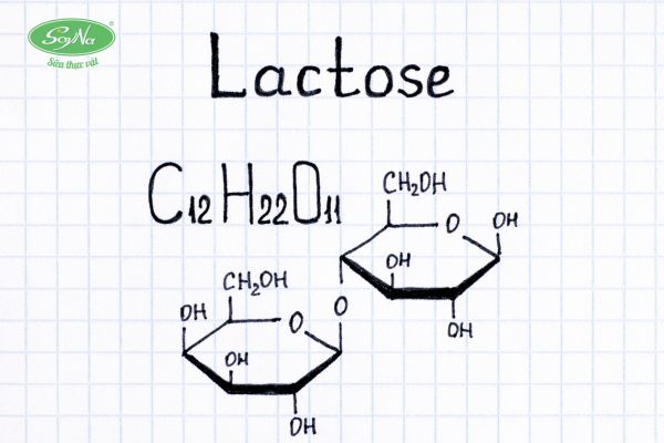 Bất dung nạp lactose - Lacto